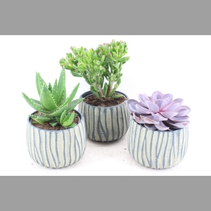 arr3 OV - Ker. pot Paris green