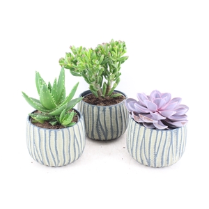 arr3 OV - Ker. pot Paris green