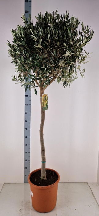 <h4>OLEA EUROPAEA</h4>