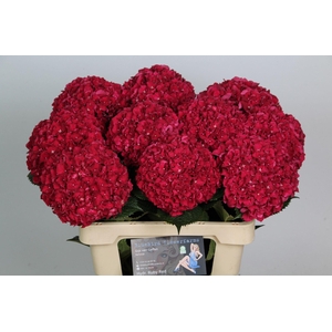Hydrangea Magical Rubyred (rood)