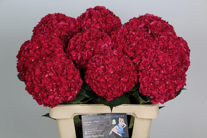 <h4>Hydrangea Magical Rubyred (rood)</h4>