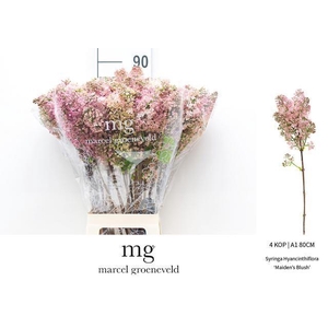 SYR HY MAIDENS BLUSH