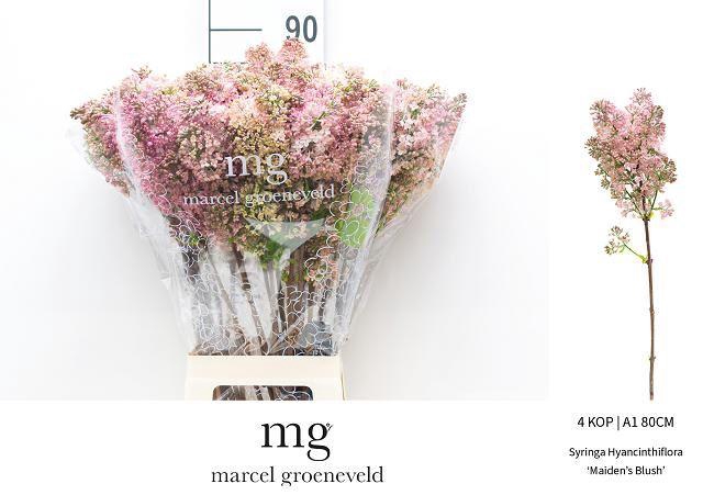 <h4>SYR HY MAIDENS BLUSH</h4>