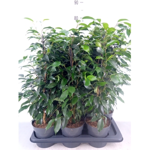 Ficus benja. 'Danielle'