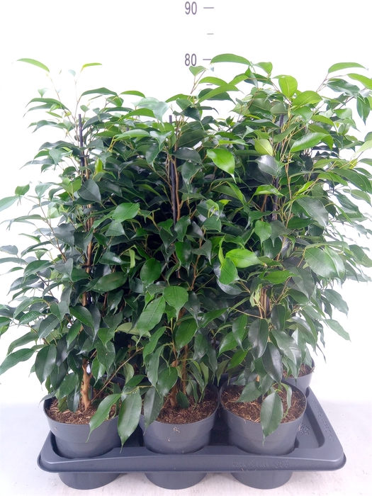 <h4>Ficus benja. 'Danielle'</h4>