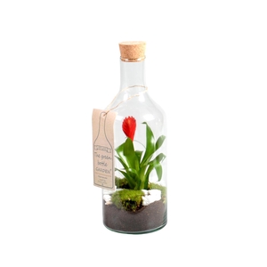 Green Bottle met Bromelia