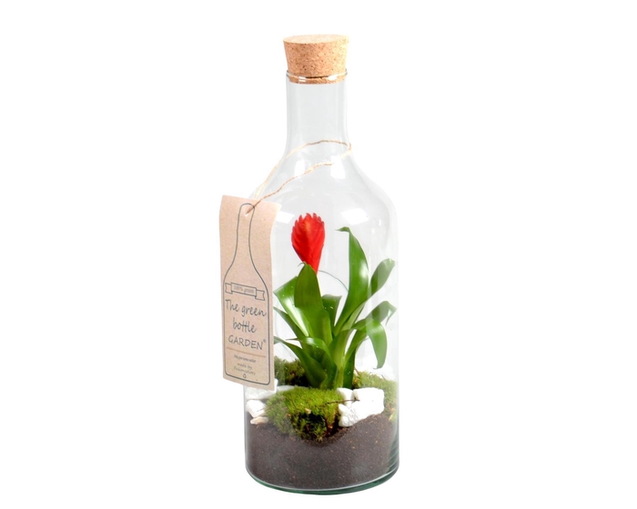 <h4>Green Bottle met Bromelia</h4>