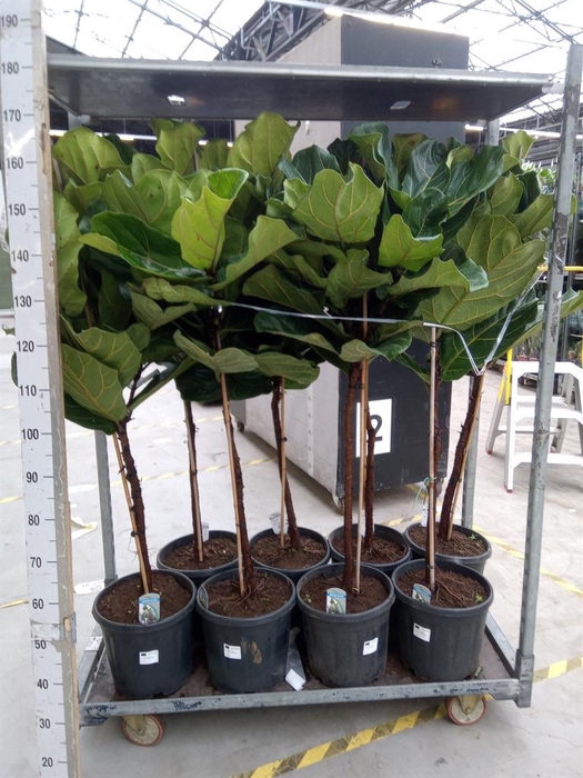 <h4>Ficus lyrata</h4>