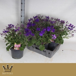 PERI C SEN DEEP BLUE