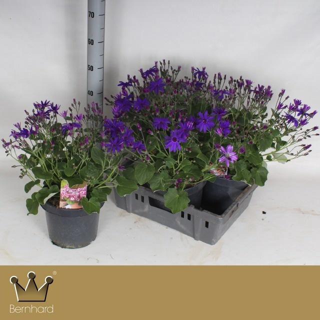 <h4>PERI C SEN DEEP BLUE</h4>