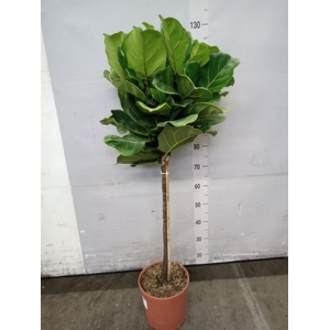 Ficus lyrata