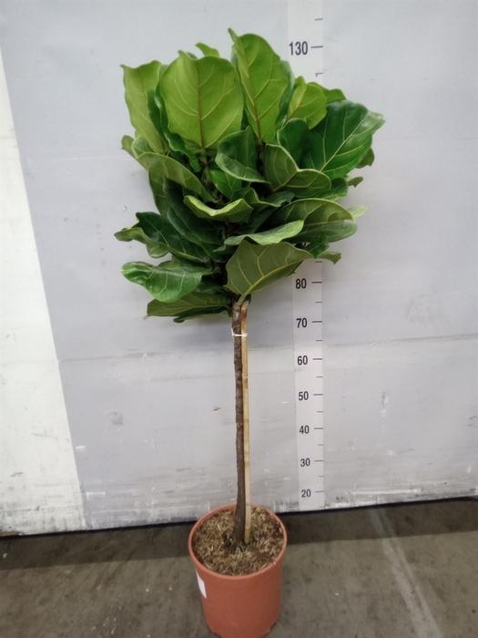 <h4>Ficus lyrata</h4>