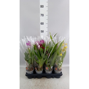 Orchideeen   ...mix