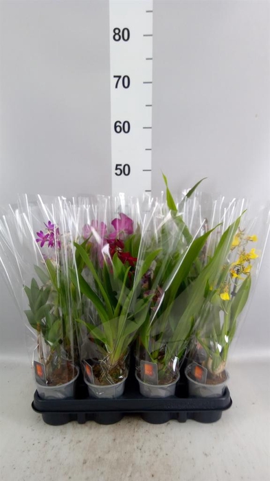 <h4>Orchideeen   ...mix</h4>