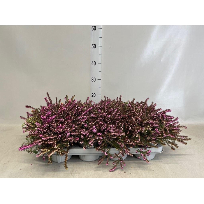 <h4>Erica darley. 'Kramer's Rote'</h4>