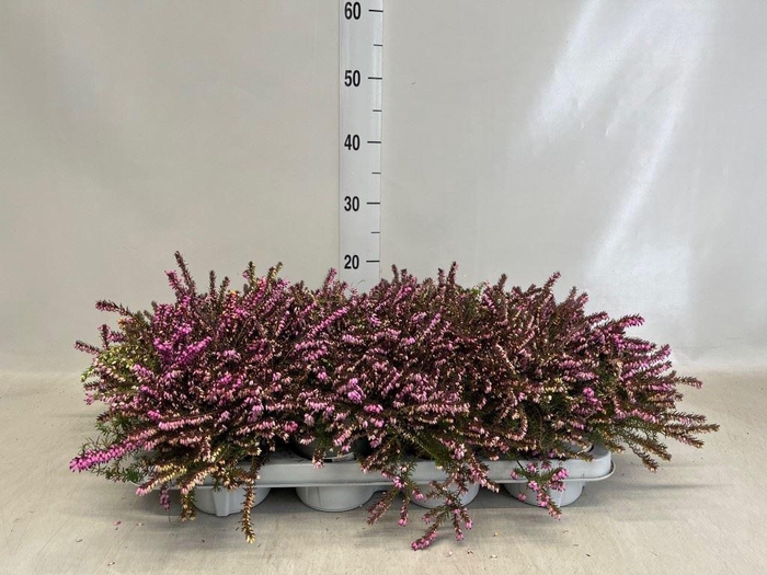 <h4>Erica darley. 'Kramer's Rote'</h4>