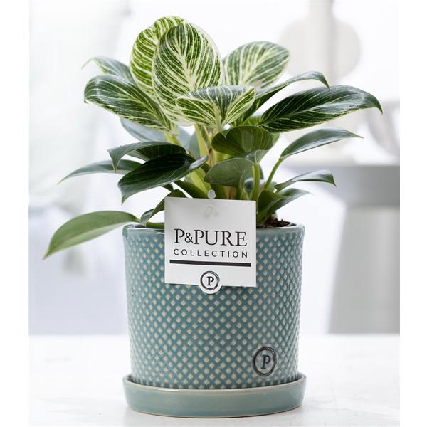 <h4>Philodendron White Wave in P&PURE Lauren ceramics green</h4>