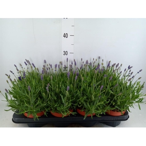 Lavandula angus. 'Hidcote'