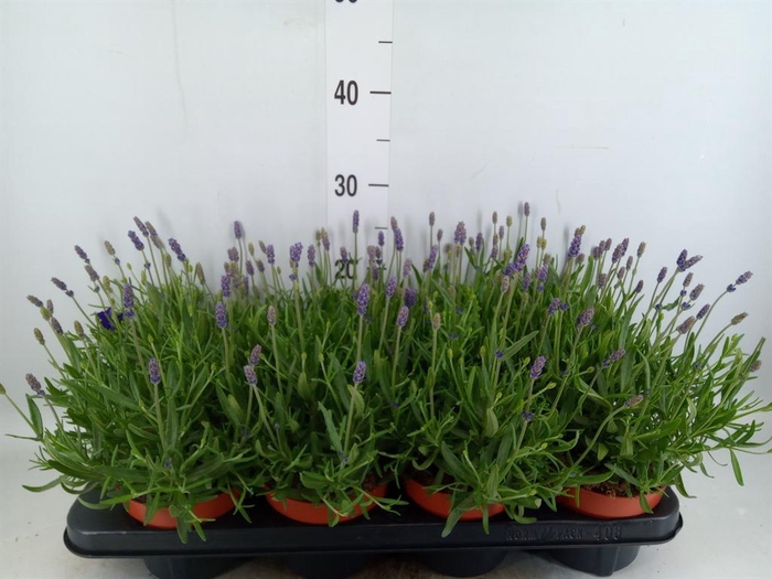 <h4>Lavandula angus. 'Hidcote'</h4>
