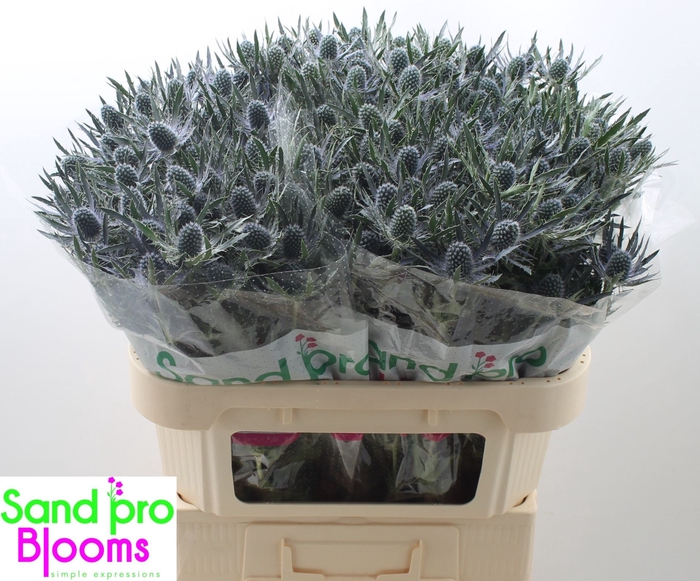 <h4>Eryngium Magical Blue Lagoon</h4>