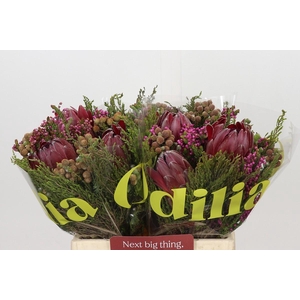 BQ Protea 3 Flowers