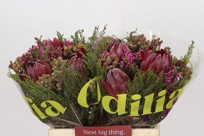 <h4>BQ Protea 3 Flowers</h4>