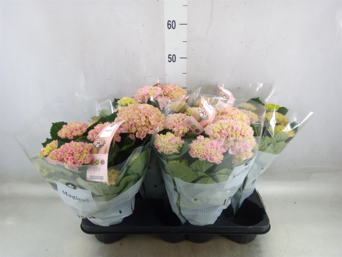 <h4>Hydrangea mac. 'Magical Revolution'</h4>