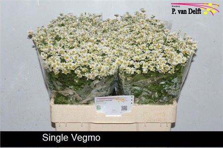 <h4>Tana Pa Single Vegmo</h4>