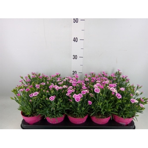 Dianthus  'Pink Kisses'