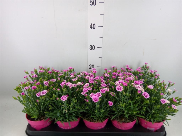 <h4>Dianthus  'Pink Kisses'</h4>