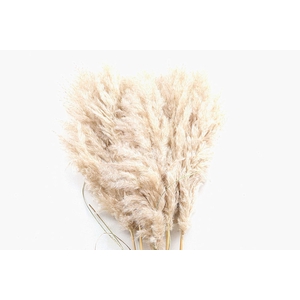 Cortaderia Natural Super
