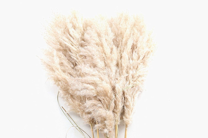 <h4>Cortaderia Natural Super</h4>