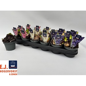 HYACIN MULT GEM 3 KL