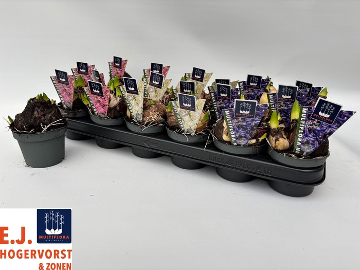 <h4>HYACIN MULT GEM 3 KL</h4>