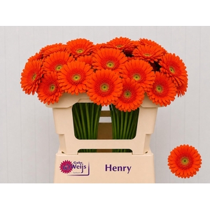GE MI HENRY