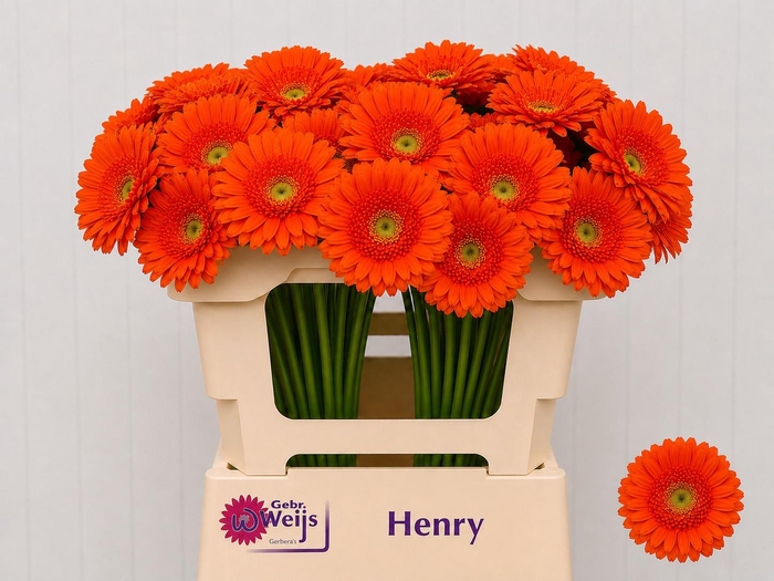<h4>GE MI HENRY</h4>