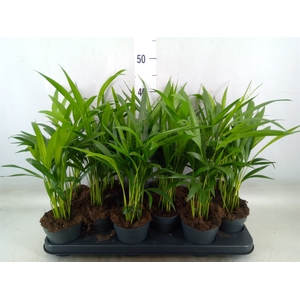 Dypsis lutescens   ...Chrysalidoca