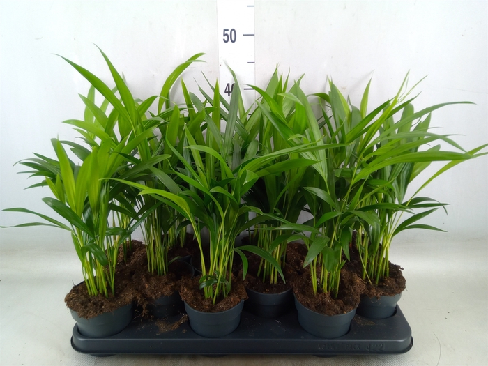 <h4>Dypsis lutescens   ...Chrysalidoca</h4>