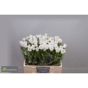 CAMP M CHAMPION WHIT