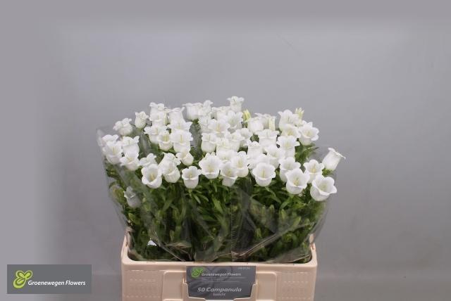 <h4>CAMP M CHAMPION WHIT</h4>