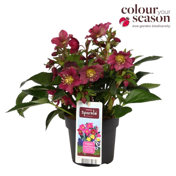 <h4>Helleborus Spring Sparkle Red P15</h4>