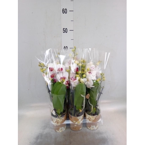 Phalaenopsis multi. 'FC Safe Haven'