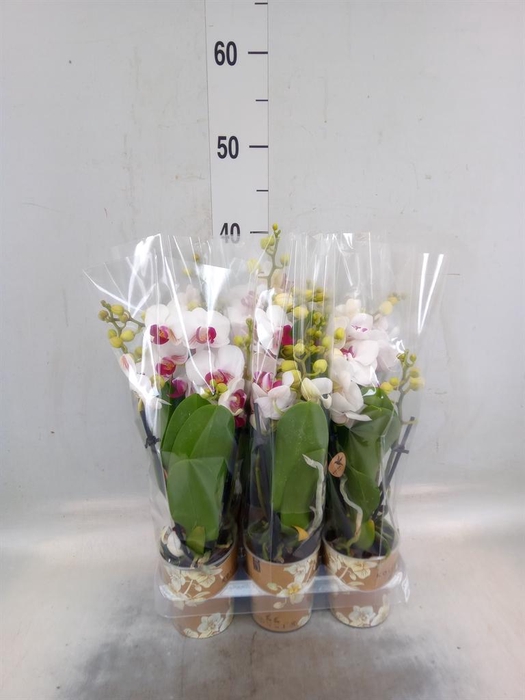 <h4>Phalaenopsis multi. 'FC Safe Haven'</h4>