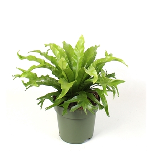 Asplenium nidus Crissie
