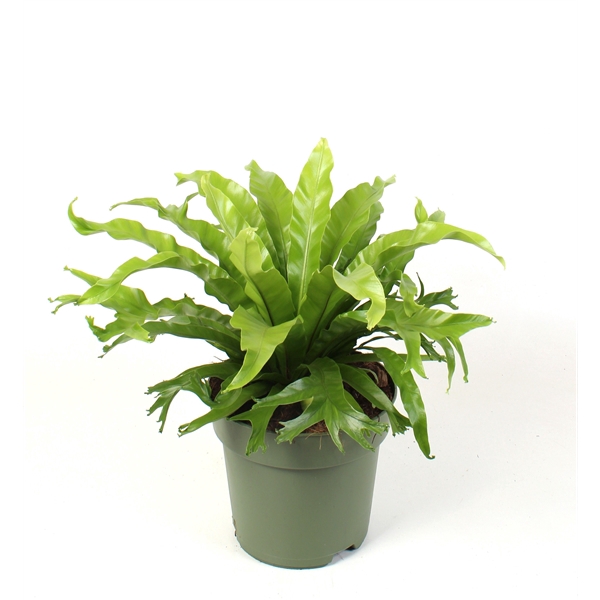 <h4>Asplenium nidus Crissie</h4>