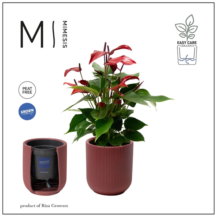 <h4>Mimesis Anthurium KARMA Lava - Atlanta Burgundy</h4>