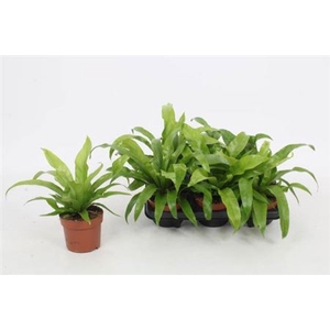 Asplenium antiquum