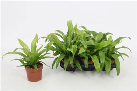 <h4>Asplenium antiquum</h4>