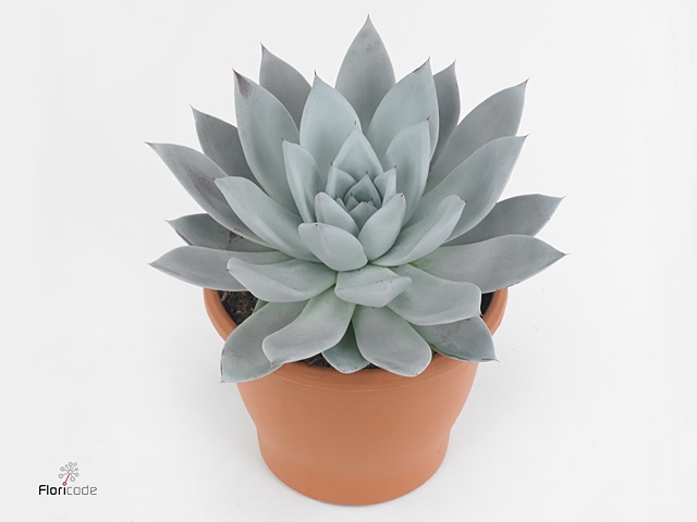 Echeveria  'Mexican Giant'