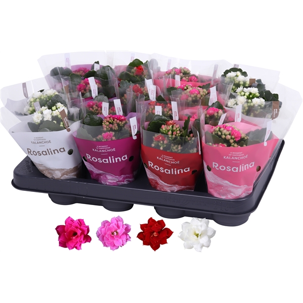 <h4>Kalanchoe Rosalina 07cm rz/wt/pa/rd, TST hoes</h4>